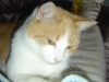 Meine Katze
