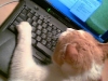 Meine Katze @ Laptop