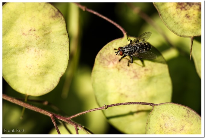 Fliege mit Wassertröpfchen auf dem Auge