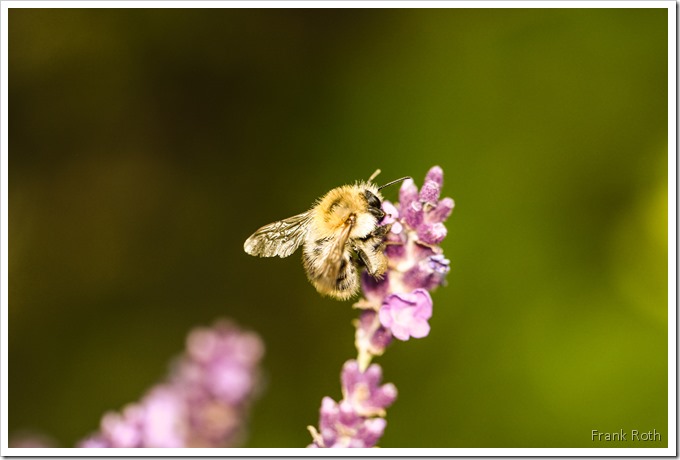 Einkaufsbummel einer Hummel